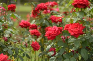 Rose Garden