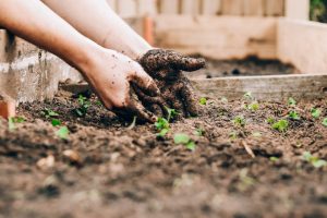 person planting seeds in garden