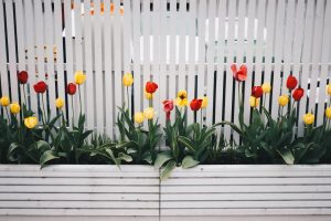 garden fence and flowers