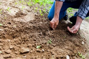 gardener planting seed