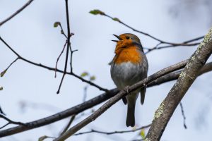 robin in a winter garden