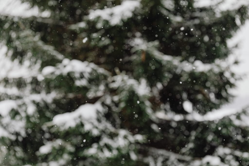 frosty tree in winter garden