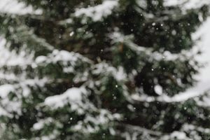 frosty tree in winter garden