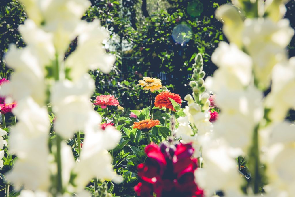 flowers in garden
