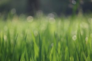 grass