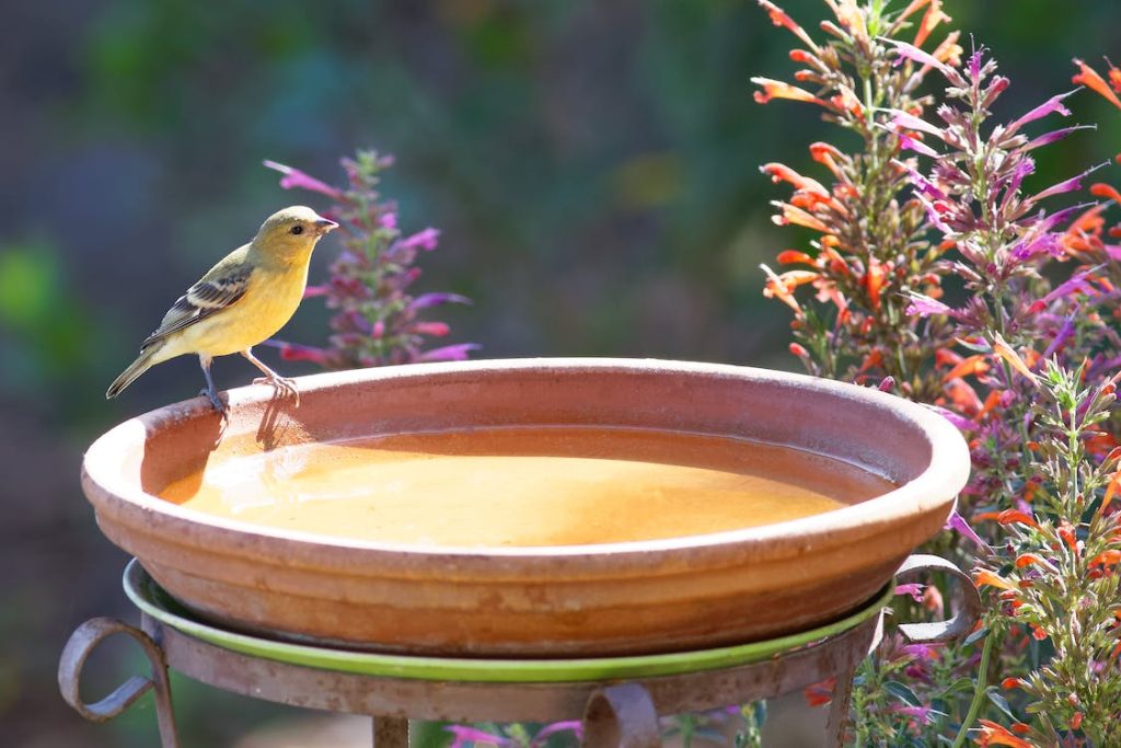 bird sipping from bird bath