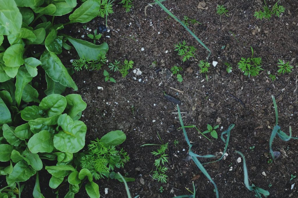 ground with compost on it