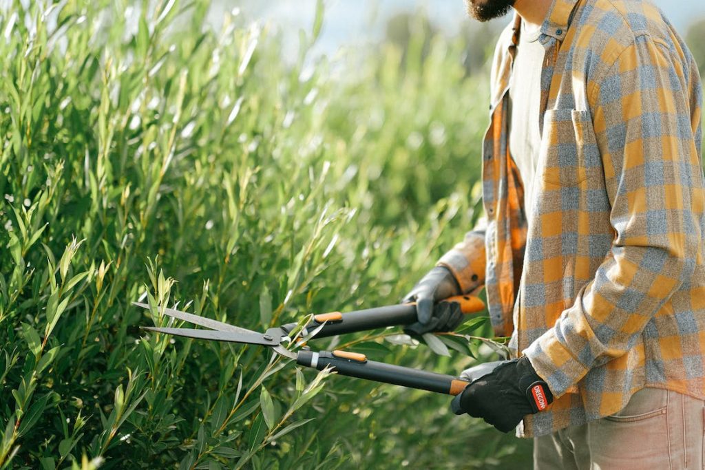 man trimming leaves