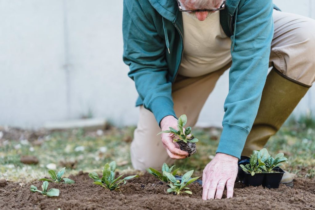 man planting bulbs