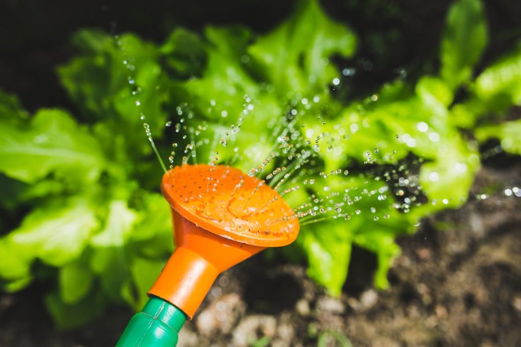 watering can watering plants