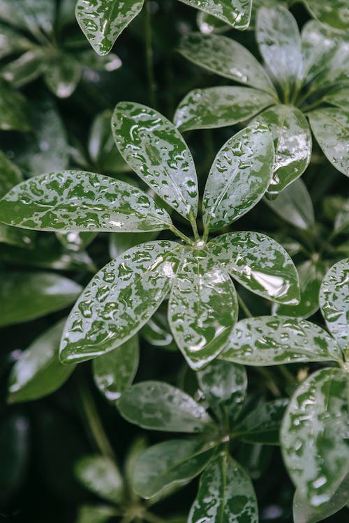 wet leaves