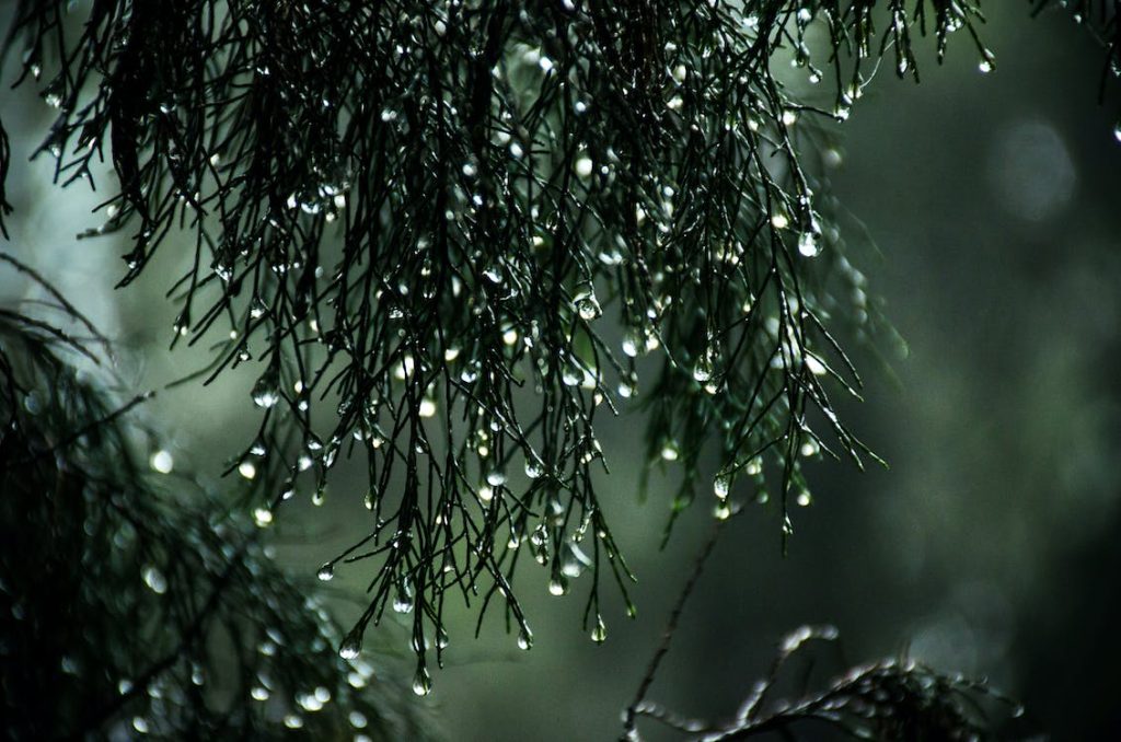rainwater on leaves