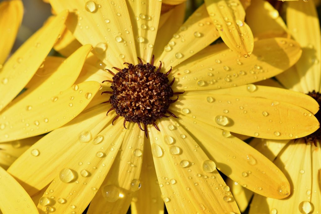 flower, petals, raindrop-4217683.jpg