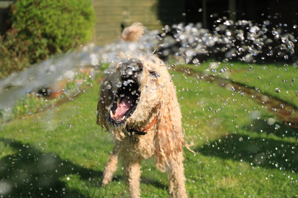 dog being sprayed with water