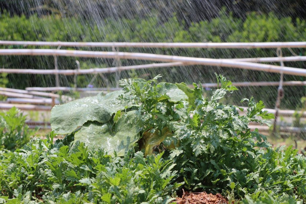 garden watering system in action