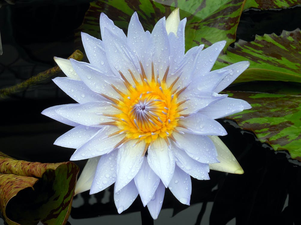 wet flower