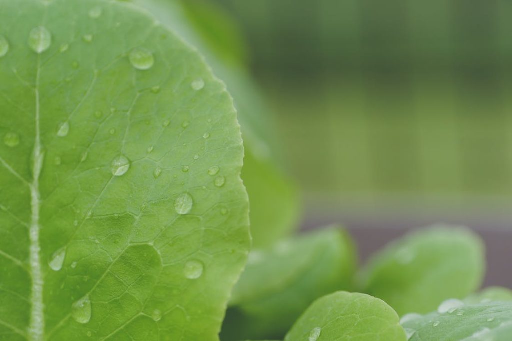 wet leaves