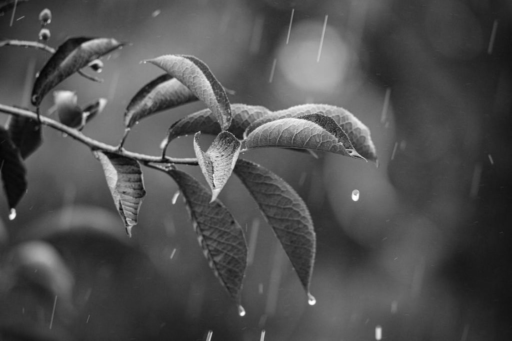 rainfall on plant in black and white