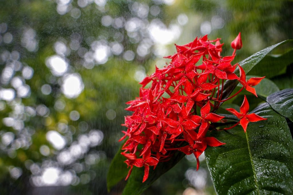 rainfall on plant