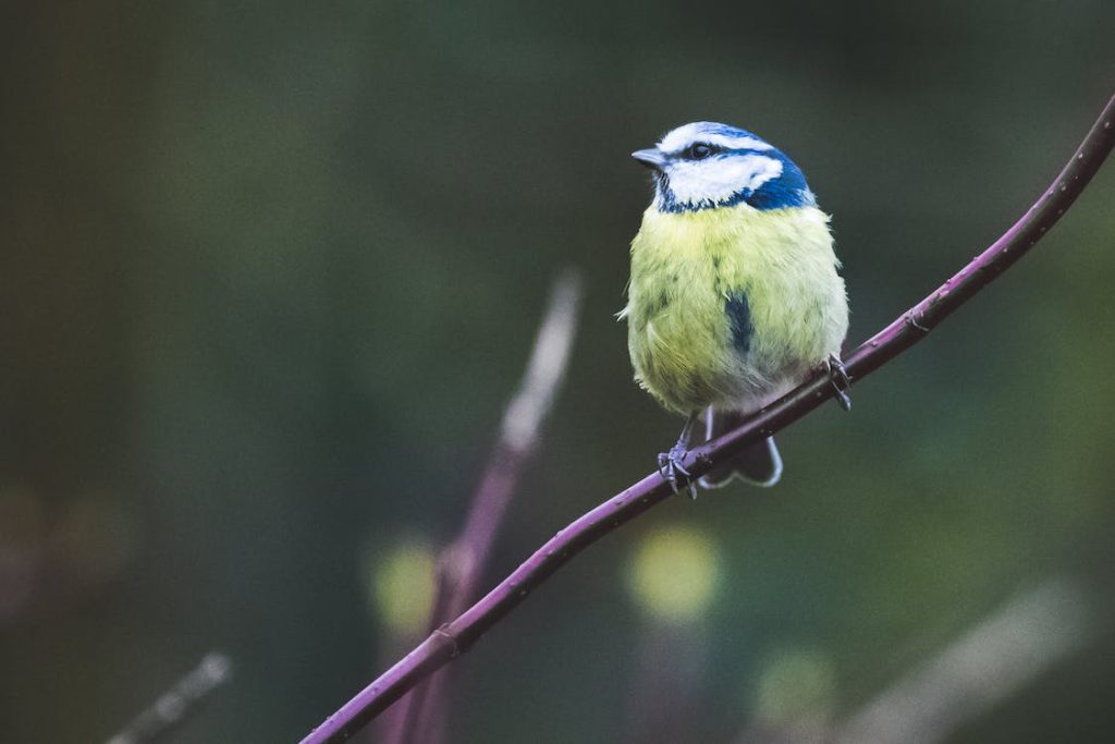 bird on branch