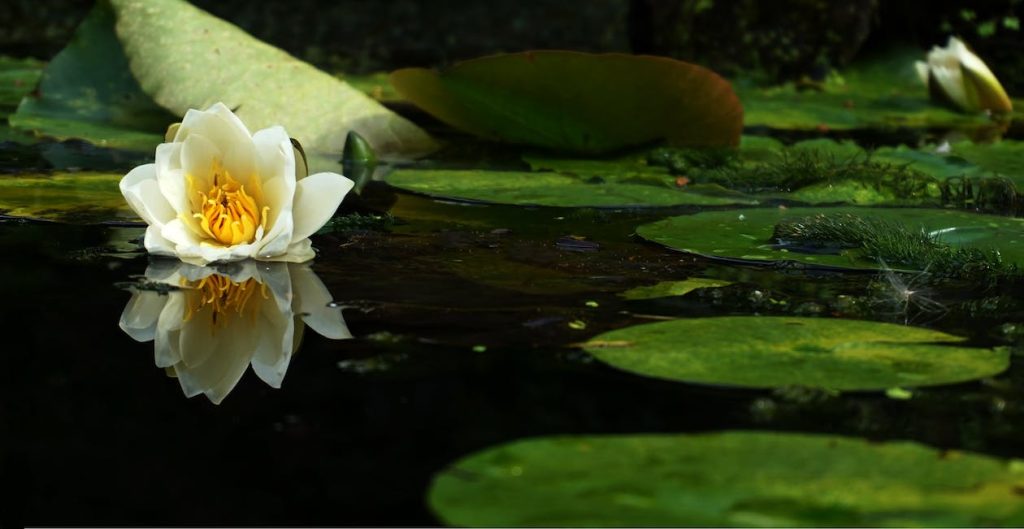 pond in back garden with flower on
