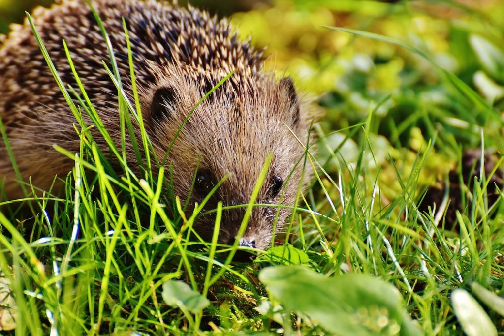 hedgehog in grass