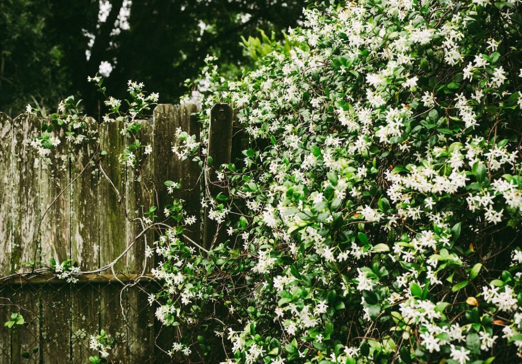 jasmine in back garden