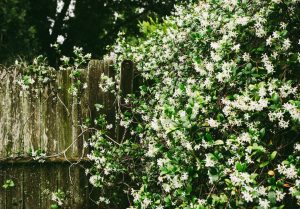jasmine in back garden