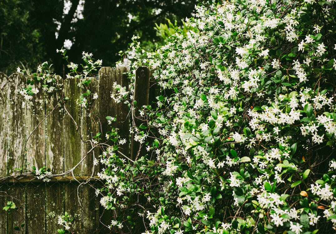 jasmine in back garden