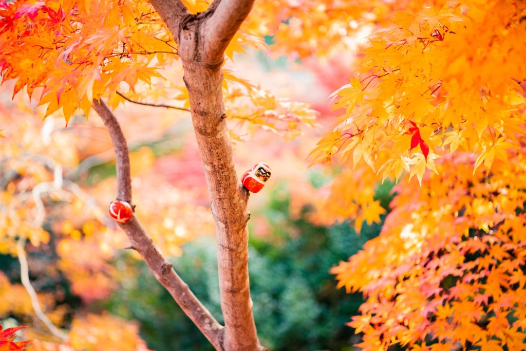 japanese garden