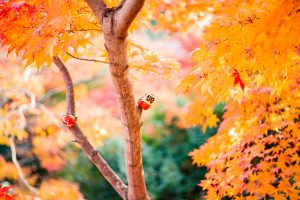 japanese garden