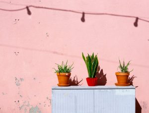 container gardening