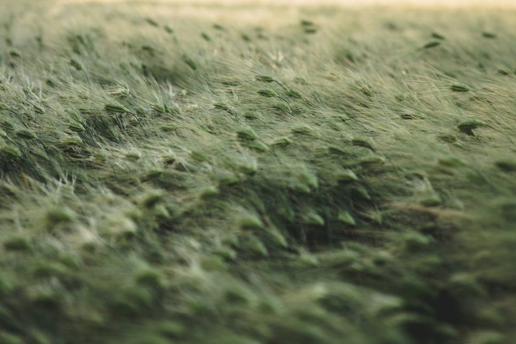 plants blowing in wind