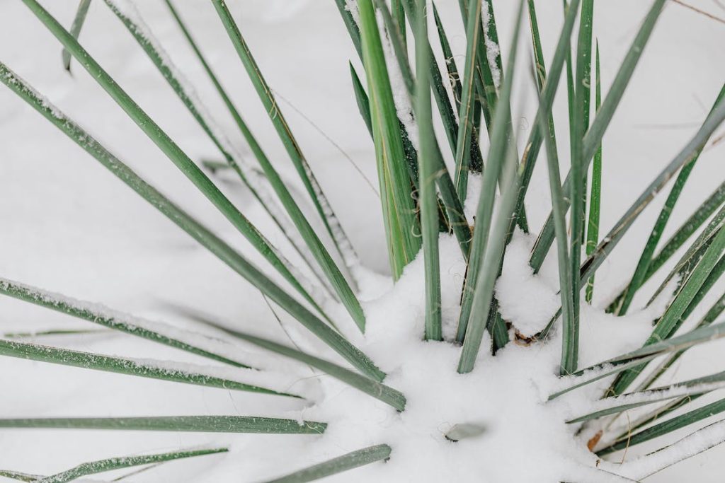 snow on plant