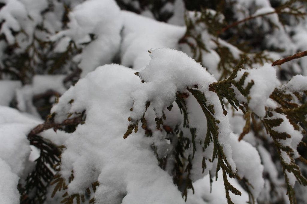 snow on tree