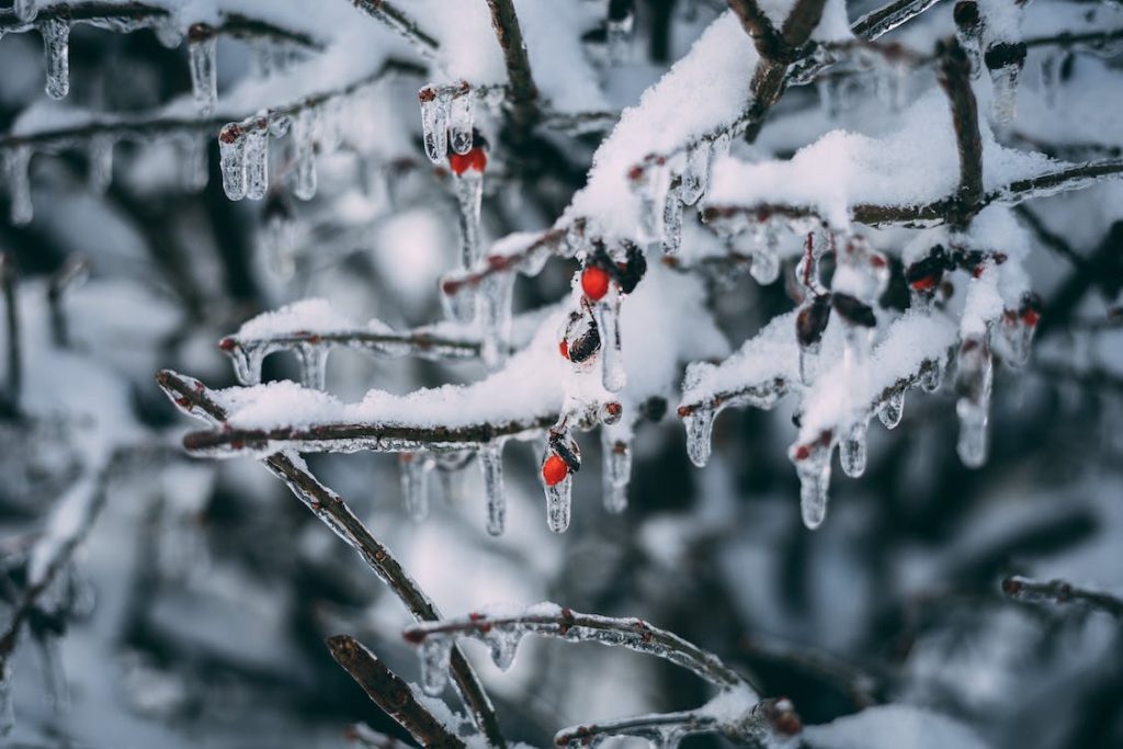 snow on tree