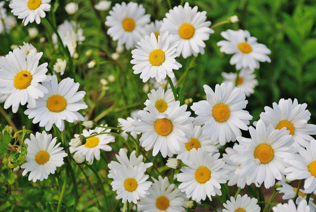 daisies in a garden