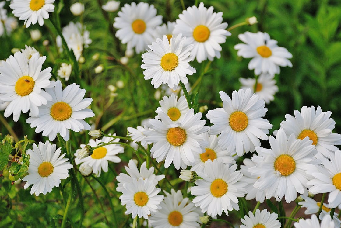 daisies in a garden