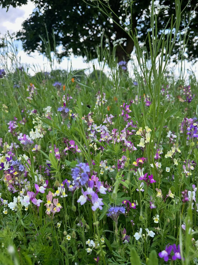 wildflowers south west london