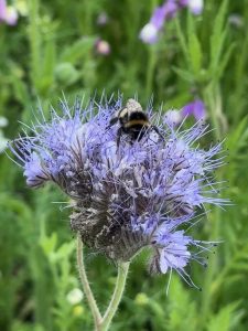 bee on flower soft landscaping south west london