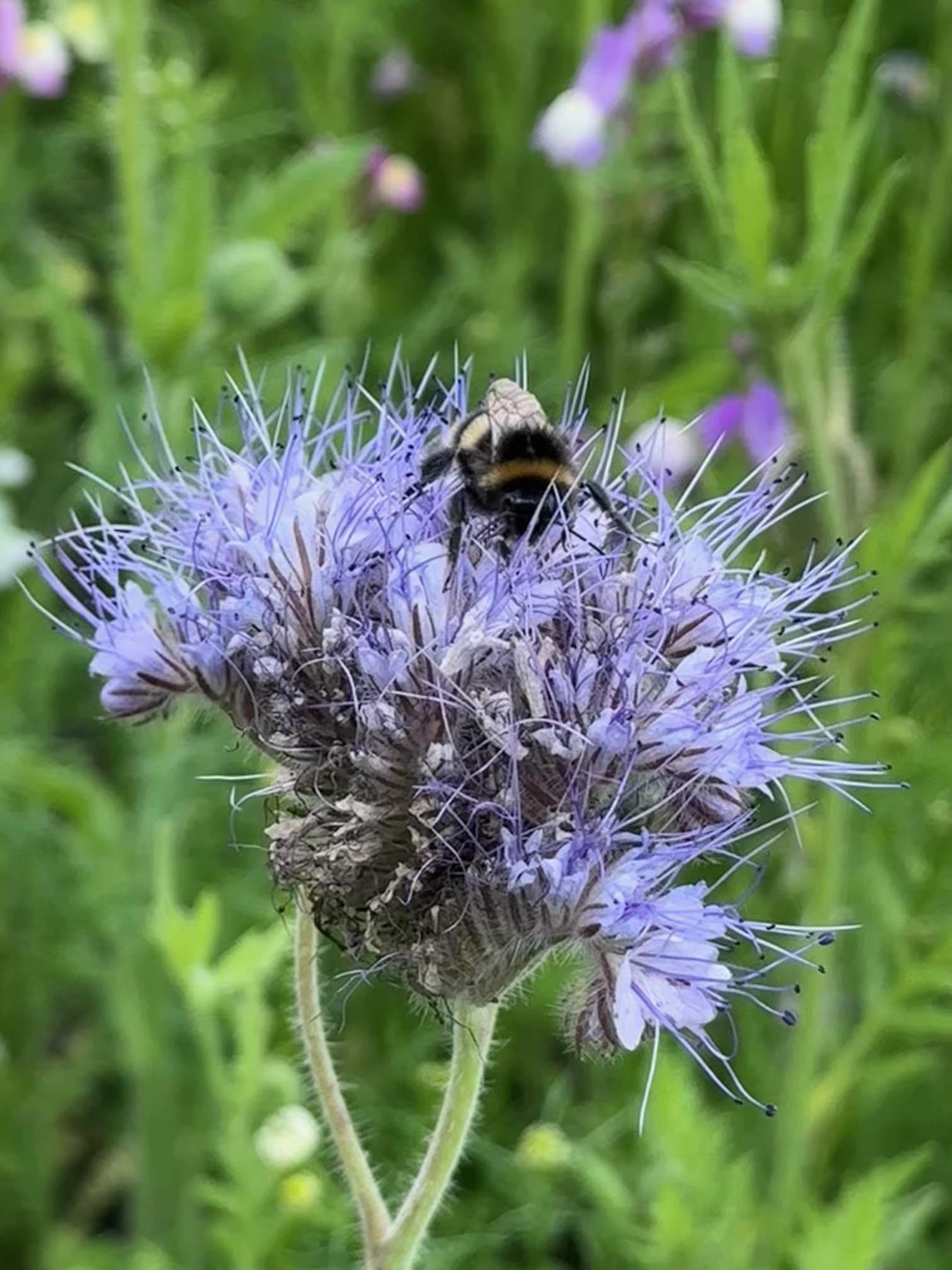 bee on flower soft landscaping south west london