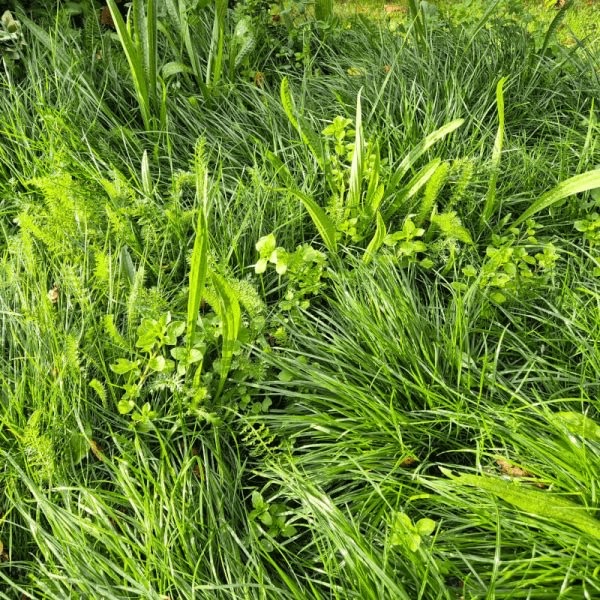 close up of biodiverse turf