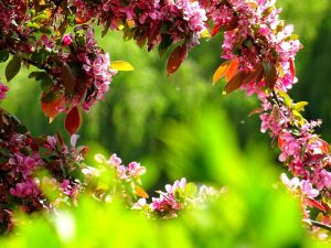 purple petal flowers