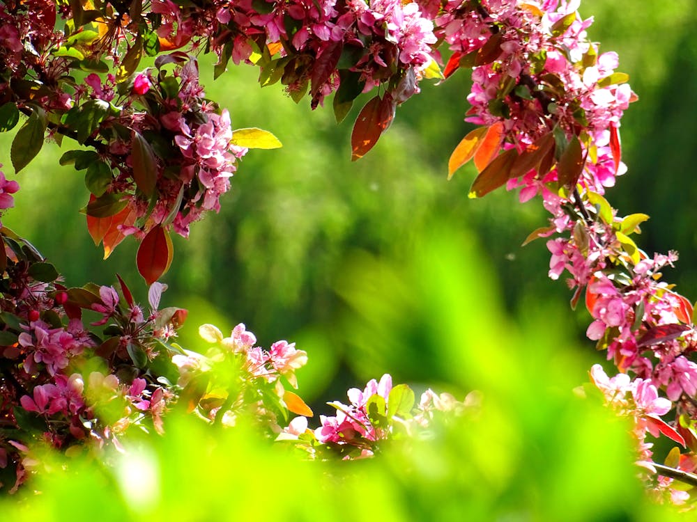 purple petal flowers