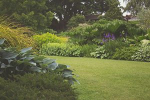 garden with flowers and grass