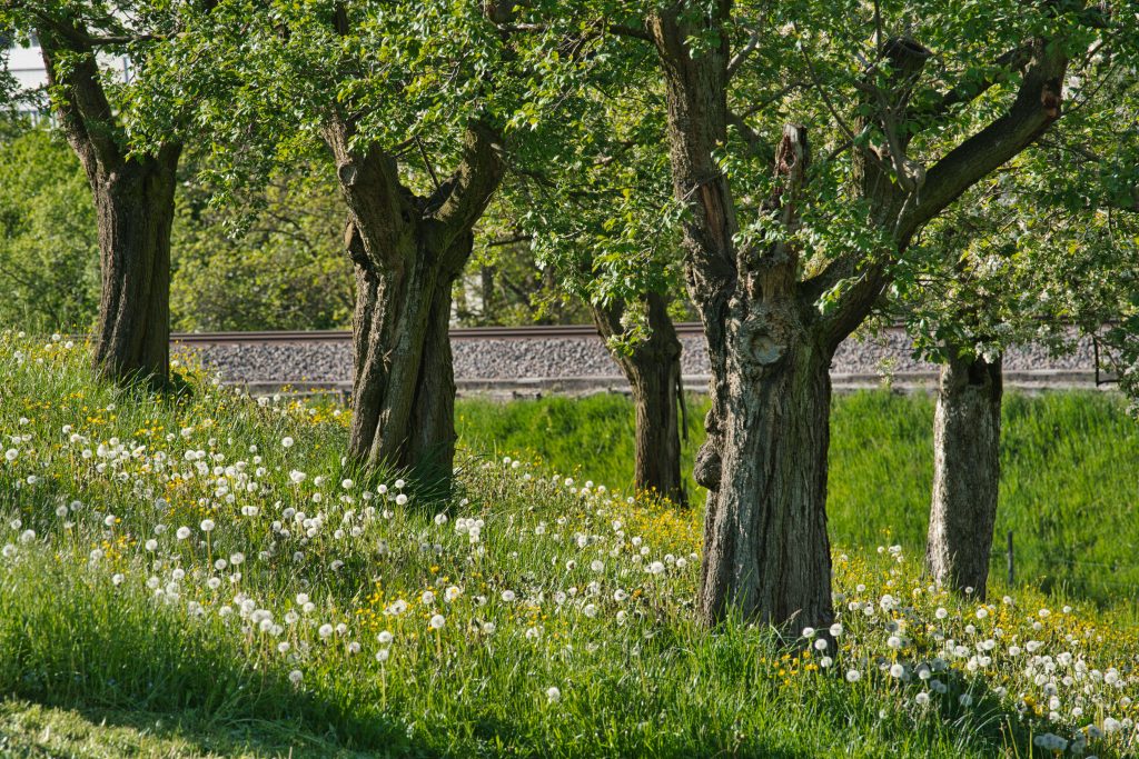 trees on sloping garden