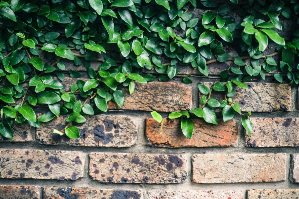 garden wall with some leaves