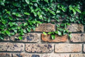 garden wall with some leaves