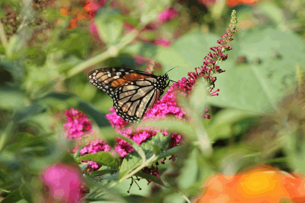 butterfly on a wildflower
