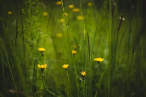 plants growing in a wild garden